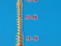卫生部医学视频 (397播放)